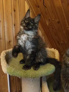 Котенок мейн-кун