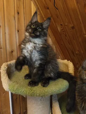 Maine Coon kitten