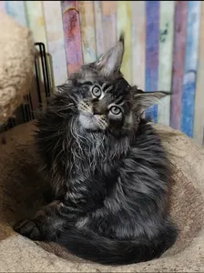 Котенок мейн-кун