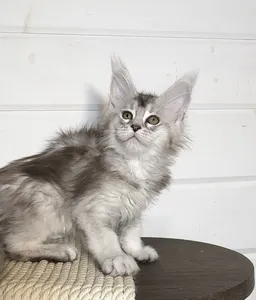 Milka
