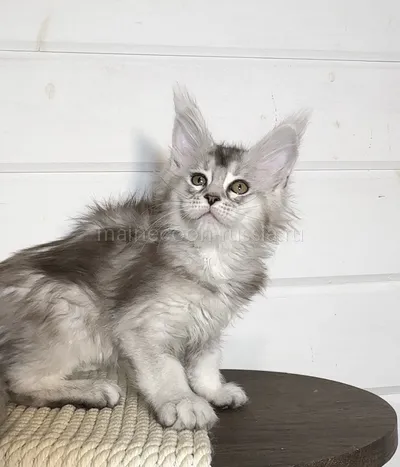 Maine Coon kitten