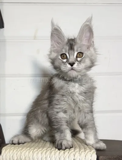 Maine Coon kitten