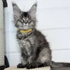 Maya - фото 2