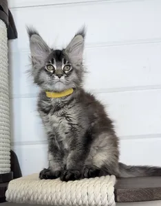 Maya