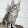 Видео котёнка Mustang