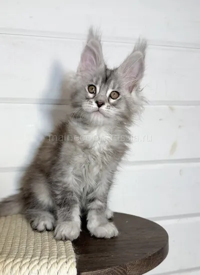 Maine Coon kitten