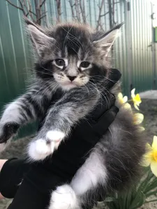 Котенок мейн-кун