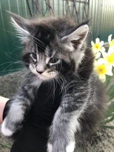 Котенок мейн-кун
