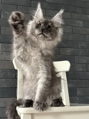 Котенок мейн-кун