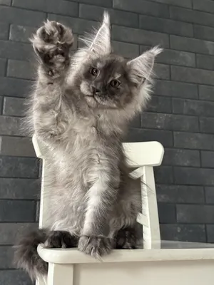 Котенок мейн-кун