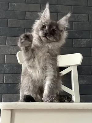 Котенок мейн-кун