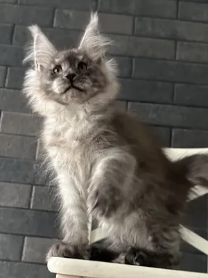 Котенок мейн-кун