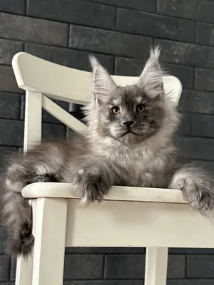 Котенок мейн-кун