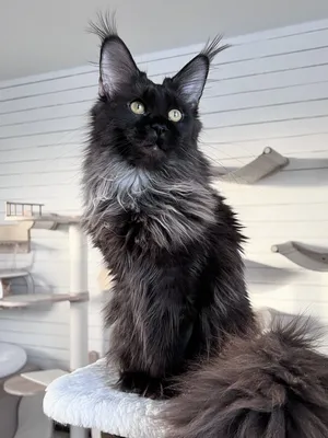 Котенок мейн-кун