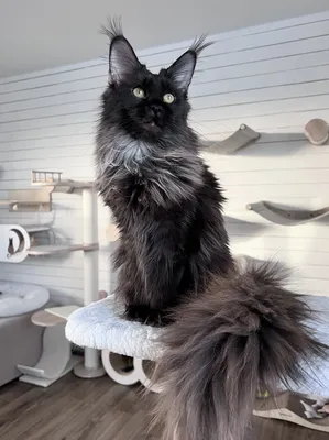 Котенок мейн-кун