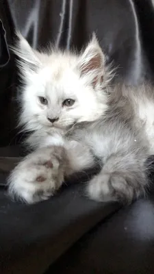Maine Coon kitten