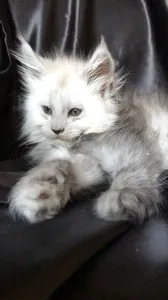 Котенок мейн-кун