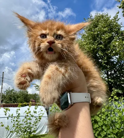 Maine Coon kitten