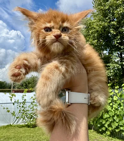Maine Coon kitten