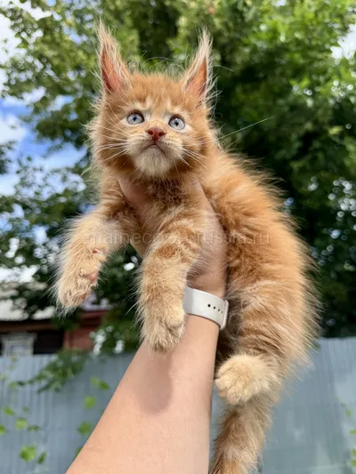 Maine Coon kitten