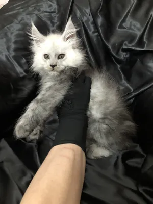 Maine Coon kitten
