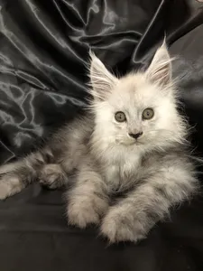 Котенок мейн-кун
