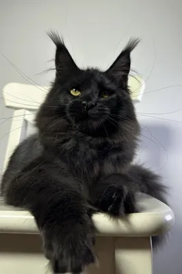 Котенок мейн-кун