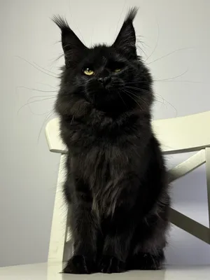 Котенок мейн-кун