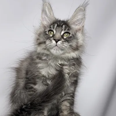 Котенок мейн-кун