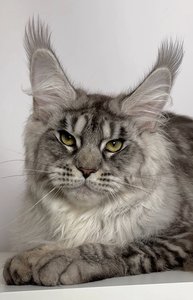 Octavio