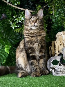 Isolde