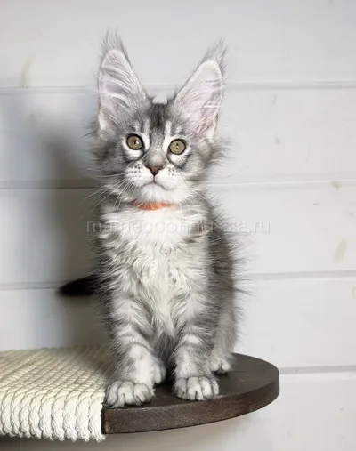 Amely — Maine Coon kitten, Black Silver marble, rossetes blotched MCO ns 25