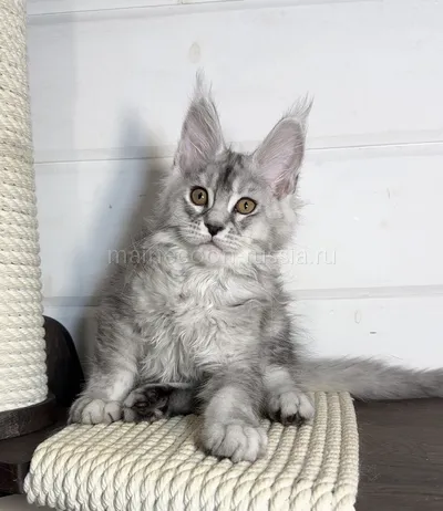 Muskat — Maine Coon kitten, Black Silver marble, rossetes blotched MCO ns 25