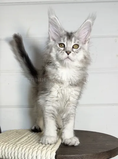 Milka — Maine Coon kitten, Black Silver marble, rossetes blotched MCO ns 25