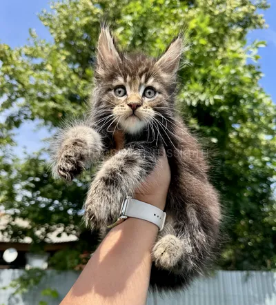 Maine Coon kitten