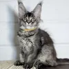 Видео котёнка Maya