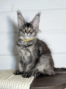 Maya