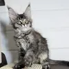 Видео котёнка Mazhor