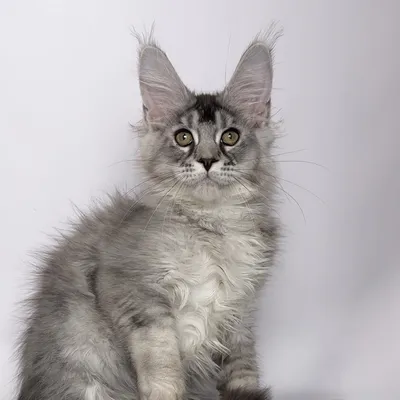 Котенок мейн-кун