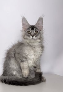 Fernando