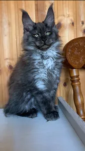 Maine Coon kitten