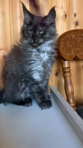 Maine Coon kitten
