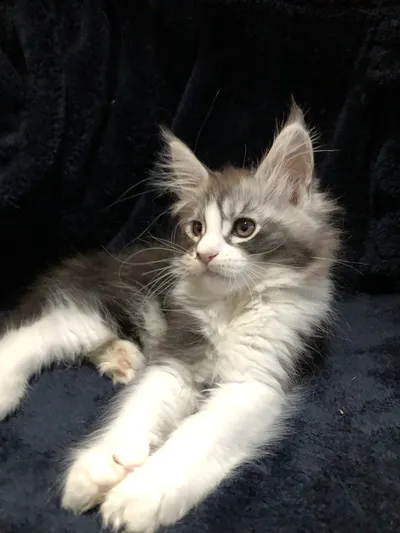 Котенок мейн-кун