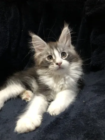 Котенок мейн-кун