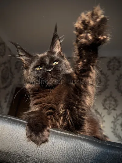 Котенок мейн-кун