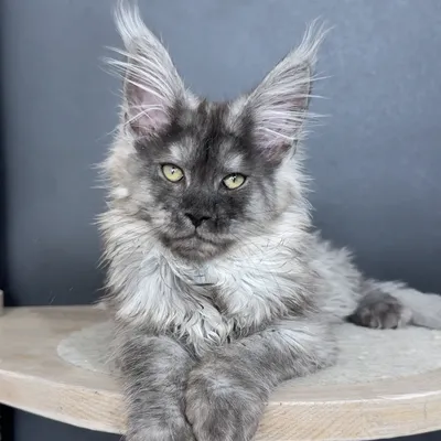 Котенок мейн-кун