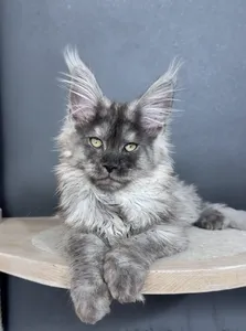 Котенок мейн-кун