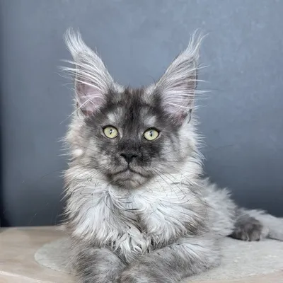 Котенок мейн-кун