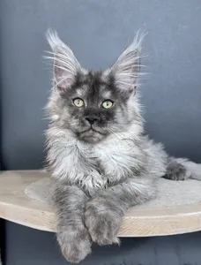 Котенок мейн-кун