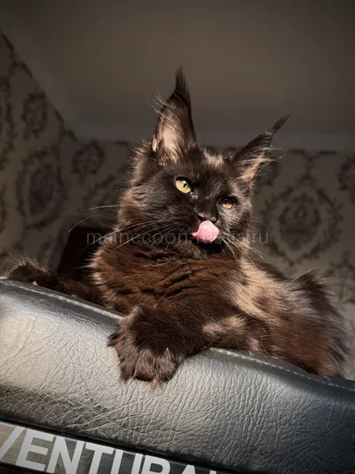 Котенок мейн-кун